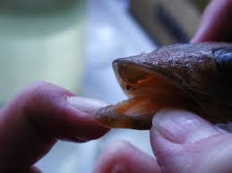 Image result for Platycephalus richardsoni