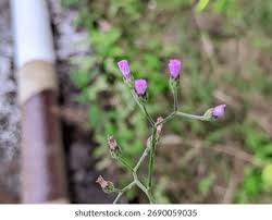 Attēlu rezultāti vaicājumam “Diderma cinereum”