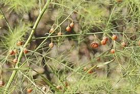 Attēlu rezultāti vaicājumam “Asparagus officinalis fruit”