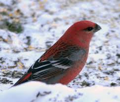 Attēlu rezultāti vaicājumam “Pinicola enucleator adult”