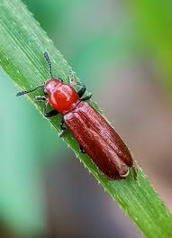 Attēlu rezultāti vaicājumam “Cucujus cinnaberinus”