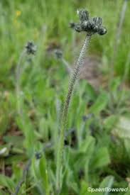 Attēlu rezultāti vaicājumam “Pilosella officinarum bud”