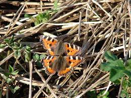 Image result for Small Tortoiseshell