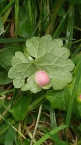 Attēlu rezultāti vaicājumam “Liposthenes glechomae”