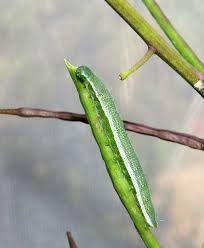 Attēlu rezultāti vaicājumam “Anthocharis cardamines underside”