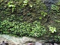 Attēlu rezultāti vaicājumam “Fissidens arnoldii”