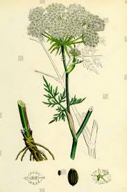 Attēlu rezultāti vaicājumam “Peucedanum palustre”