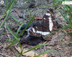 Attēlu rezultāti vaicājumam “Limenitis camilla upperside”