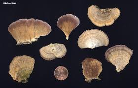 Attēlu rezultāti vaicājumam “Trichaptum abietinum”