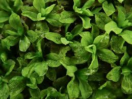 Attēlu rezultāti vaicājumam “Syntrichia latifolia”