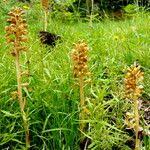 Attēlu rezultāti vaicājumam “Neottia nidus-avis fruit”