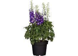 Image result for Rittersporn