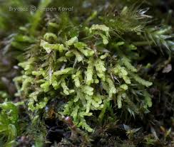 Attēlu rezultāti vaicājumam “Cynodontium strumiferum”