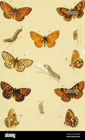 Attēlu rezultāti vaicājumam “Argynnis laodice underside”