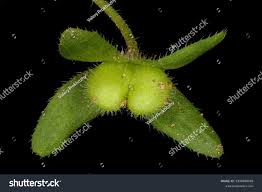 Attēlu rezultāti vaicājumam “Veronica longifolia fruit”