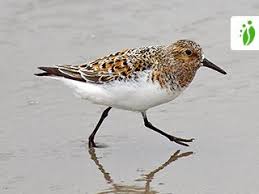 Attēlu rezultāti vaicājumam “Calidris alba”