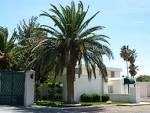 Types of Palm Trees « Affordable Tree Service, Las Vegas, NV