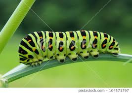 Attēlu rezultāti vaicājumam “Papilio machaon larva”