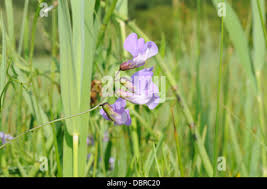 Attēlu rezultāti vaicājumam “Lathyrus palustris flower”