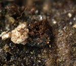 Attēlu rezultāti vaicājumam “Licea chelonoides”