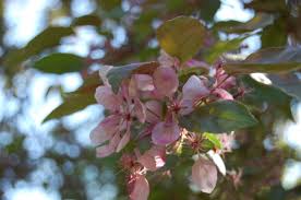 Attēlu rezultāti vaicājumam “Malus purpurea flower”