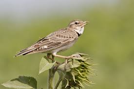 Image result for Melanocorypha calandra