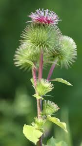 Attēlu rezultāti vaicājumam “Arctium lappa”