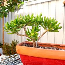 Image result for Crassula hobbit