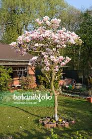 Attēlu rezultāti vaicājumam “Magnolia x soulangeana”