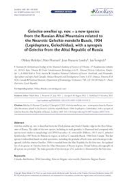 Attēlu rezultāti vaicājumam “Gelechia jakovlevi”