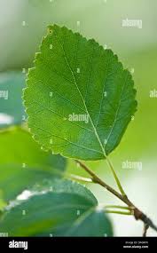Attēlu rezultāti vaicājumam “Betula pubescens leaf”