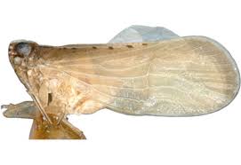 Attēlu rezultāti vaicājumam “Cixiidae”