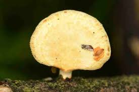 Attēlu rezultāti vaicājumam “Lentinus suavissimus”