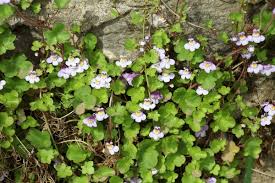 Attēlu rezultāti vaicājumam “Cymbalaria muralis”