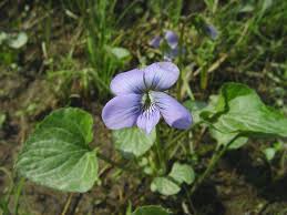 Attēlu rezultāti vaicājumam “Siphoptychium violaceum”