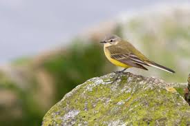 Attēlu rezultāti vaicājumam “Motacilla flava flava”