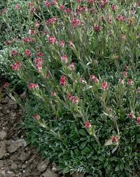 Attēlu rezultāti vaicājumam “Antennaria dioica fruit”