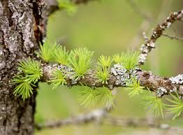 Attēlu rezultāti vaicājumam “Larix sibirica”