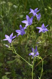 Attēlu rezultāti vaicājumam “Campanula patula”