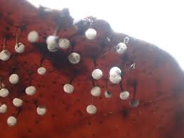 Attēlu rezultāti vaicājumam “Diderma floriforme”