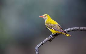 Attēlu rezultāti vaicājumam “Oriolus oriolus female”