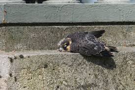 Attēlu rezultāti vaicājumam “Falco subbuteo”