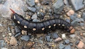 Attēlu rezultāti vaicājumam “Hyles gallii imago”