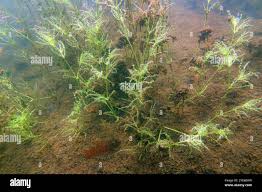 Attēlu rezultāti vaicājumam “Najas major”