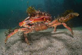 Image result for Maja brachydactyla