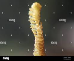 Attēlu rezultāti vaicājumam “Barbilophozia barbata”