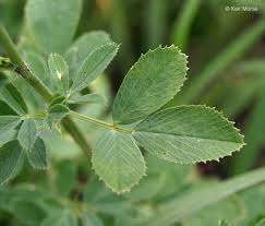 Attēlu rezultāti vaicājumam “Medicago sativa subsp. sativa”