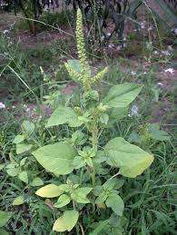 Attēlu rezultāti vaicājumam “Amaranthus retroflexus”