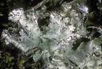 Attēlu rezultāti vaicājumam “Platismatia glauca”