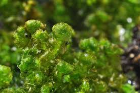 Attēlu rezultāti vaicājumam “Ptilidium ciliare”